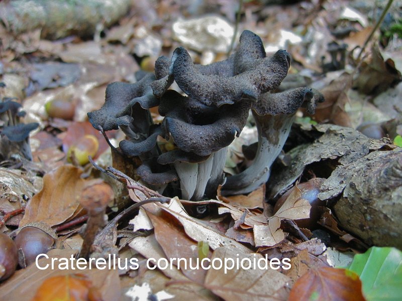 Craterellus cornucopioides-amf1900.jpg - Craterellus cornucopioides ; Syn: Cantharellus cornucopioides ; Non français: Trompette des morts